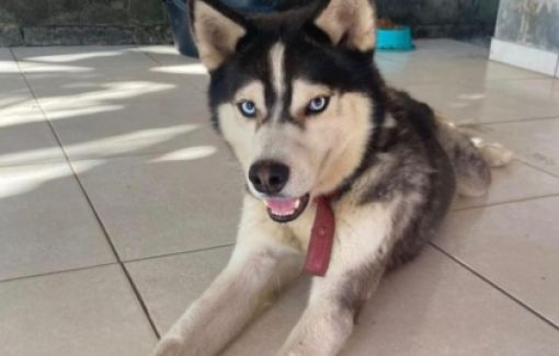 Cão desaparecido é encontrado em Areias após mobilização de moradores de Jauá