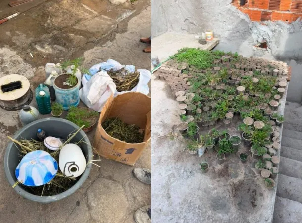 Operação desarticula plantação com cerca de 3 mil pés de maconha no interior da Bahia 