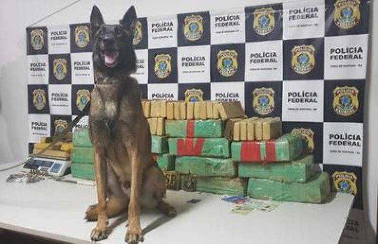 Foto: Divulgação SSP9Entorpecentes foram localizados em Santo Estevão, na terça-feira (2). Cão farejador da PM garantiu o flagrante.0