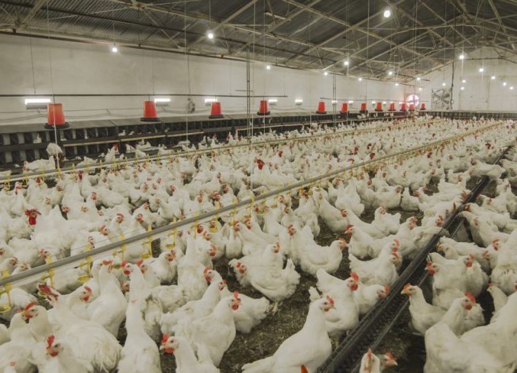 Crédito: Bariskaradeniz/istockChina detecta primeiro caso do mundo de gripe aviária H10N3 em humano