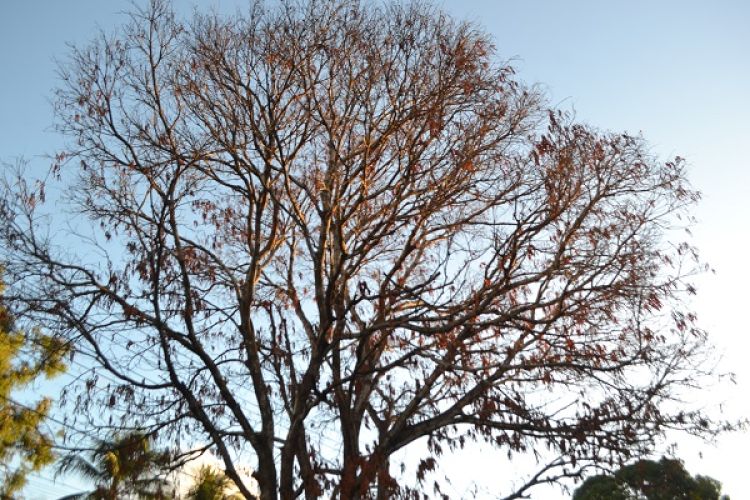 Foto Moura Positivo/Portal Abrantes